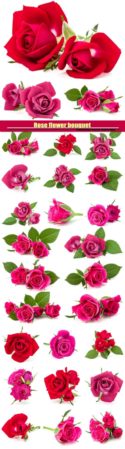 Rose flower bouquet isolated on white background