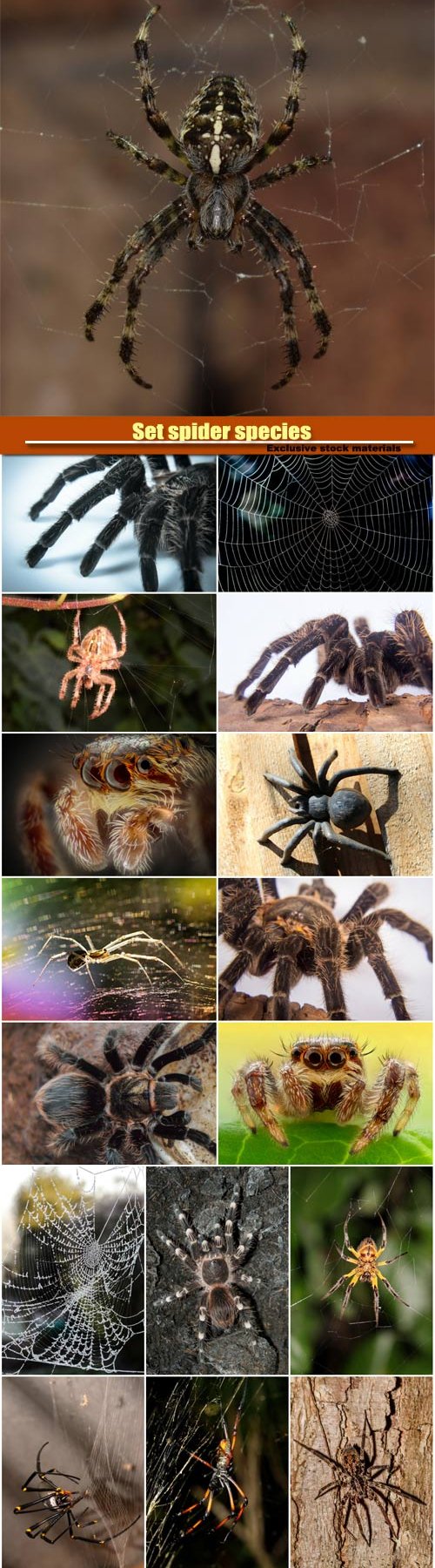 Set spider species