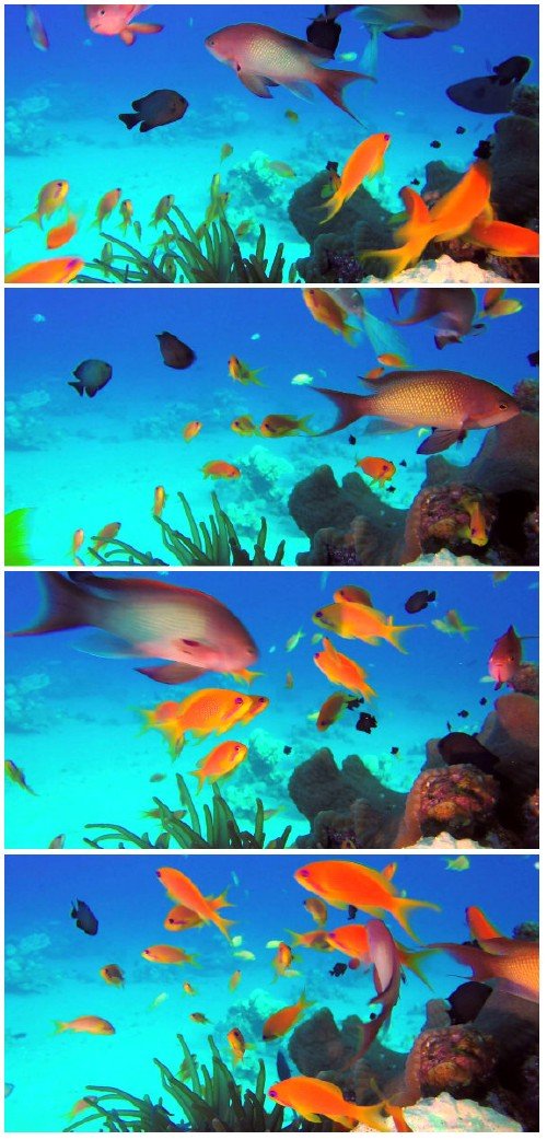 Footage Beautiful colorful underwater fish