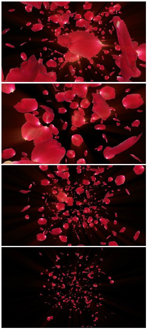 Video footage Flying rose petals