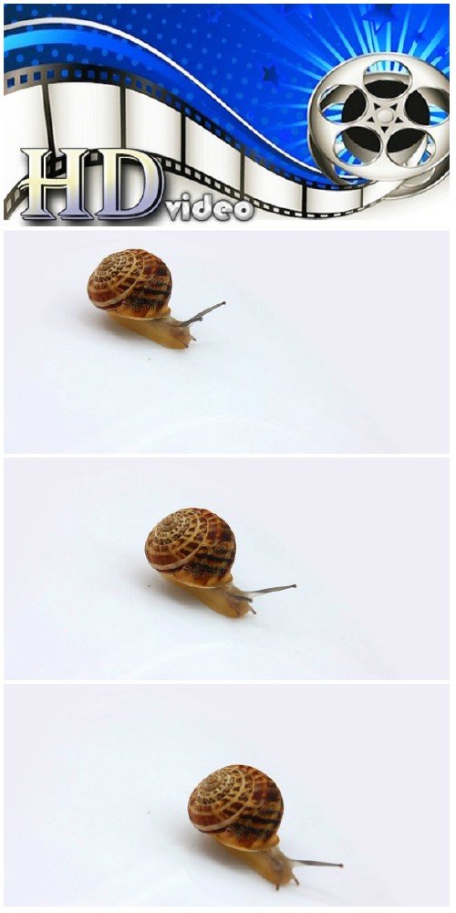 Video footage snail moving on white