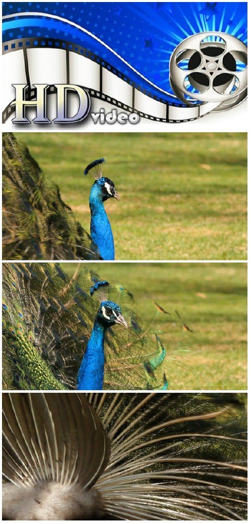 Video footage Peacock
