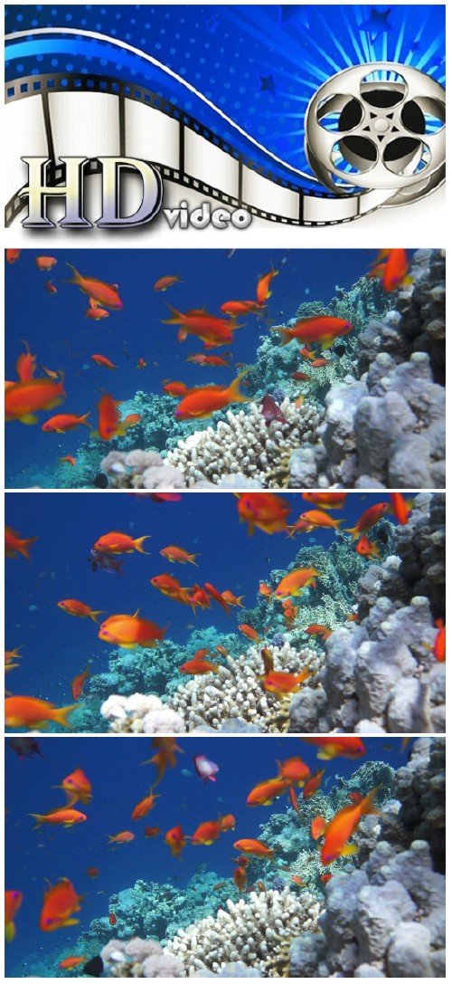 Video footage Coral and fish in the Red Sea