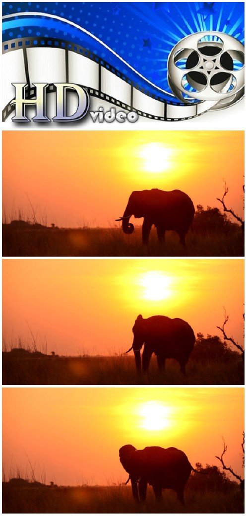 Video footage elephant eating at sunset