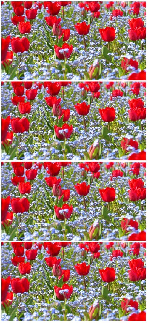 Video footage Red tulip garden in springtime HD
