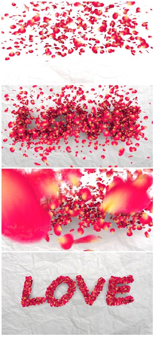 Video footage rose petals fall on white background