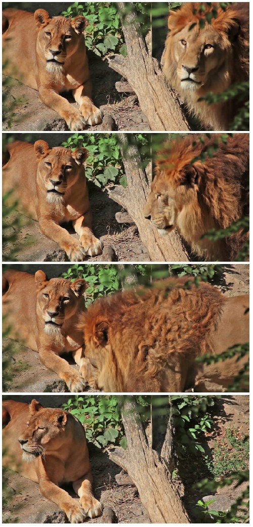 Video footage Lioness and lion surrounded by green foliage
