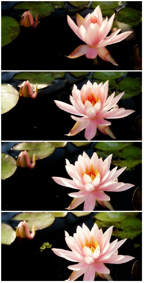 Video footage Time lapse opening of water lily flower