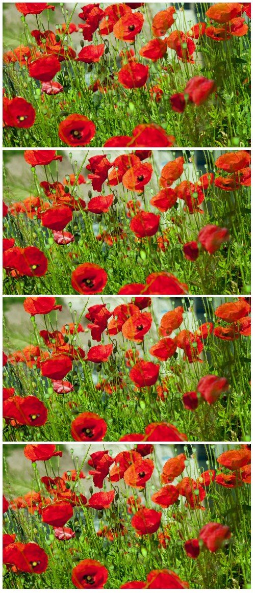 Video footage poppies flower field