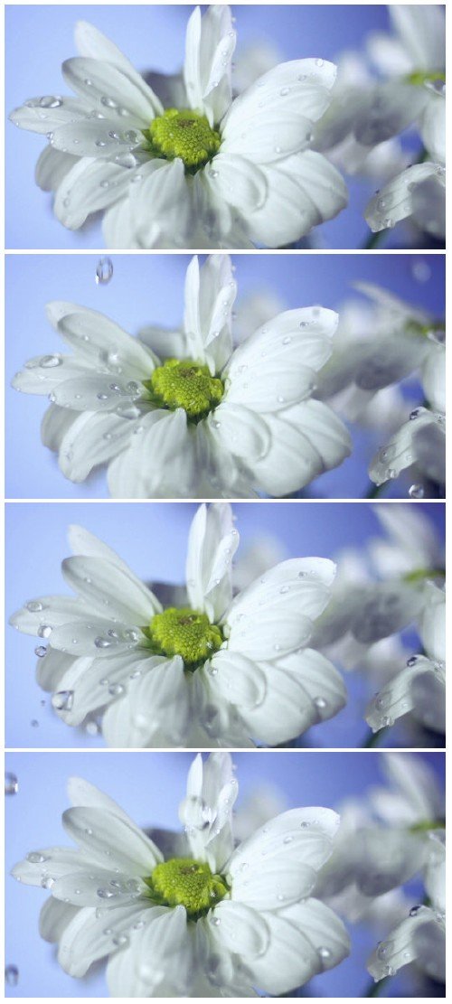 Video footage drops of dew on a daisy