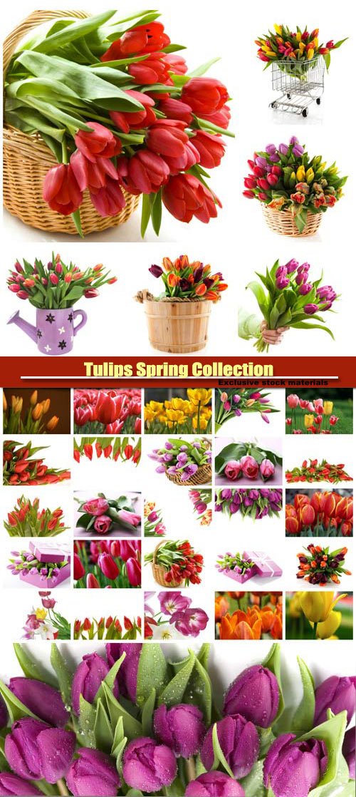 Tulips Spring Collection