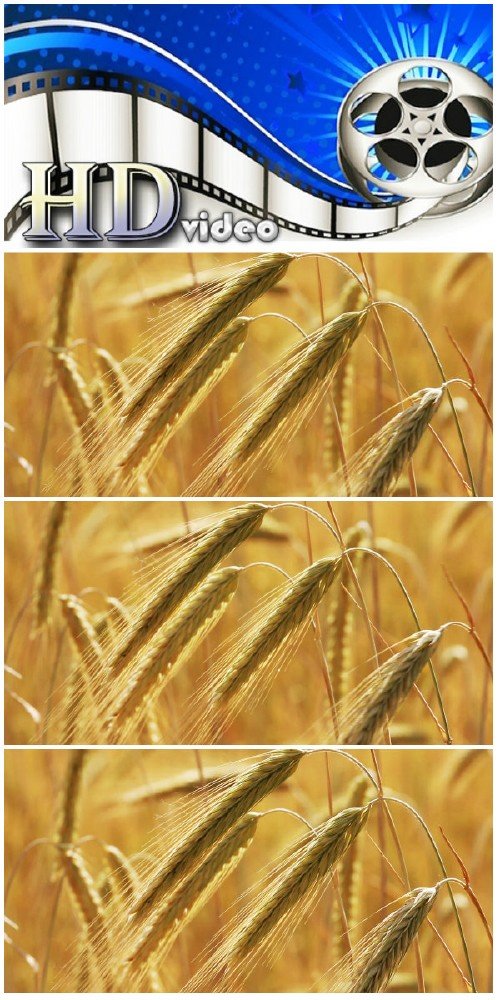 Video footage yellow field with ripe wheat close-up