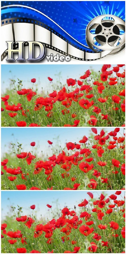 Video footage many red poppy flowers in field