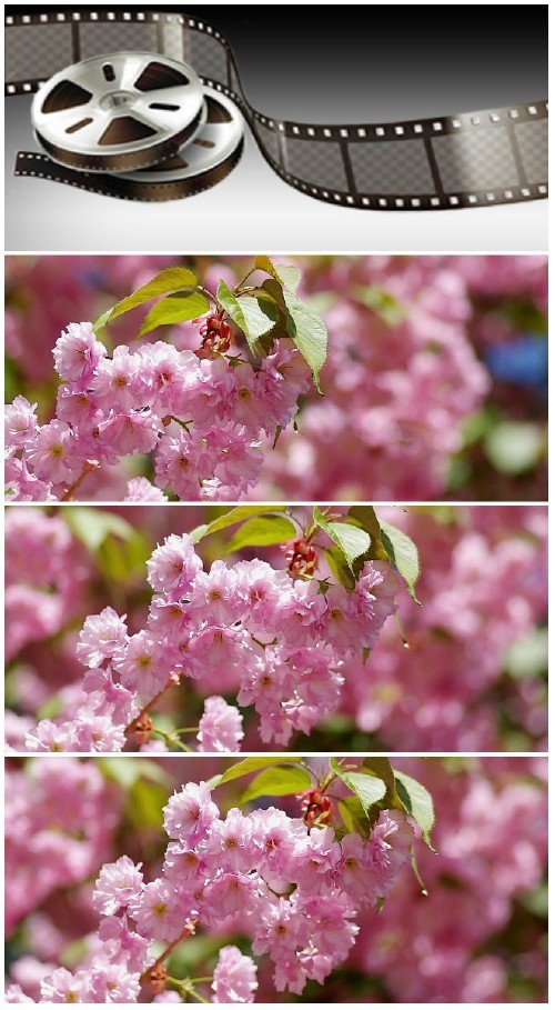 Video footage Prunus serrulata in a soft breeze