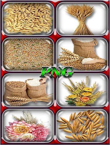 Png для фотошопа - Пшеница, зерна