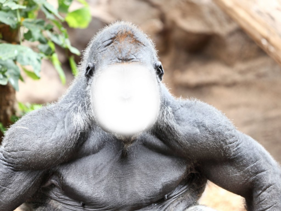 Вставить лицо в фото онлайн - Шимпанзе