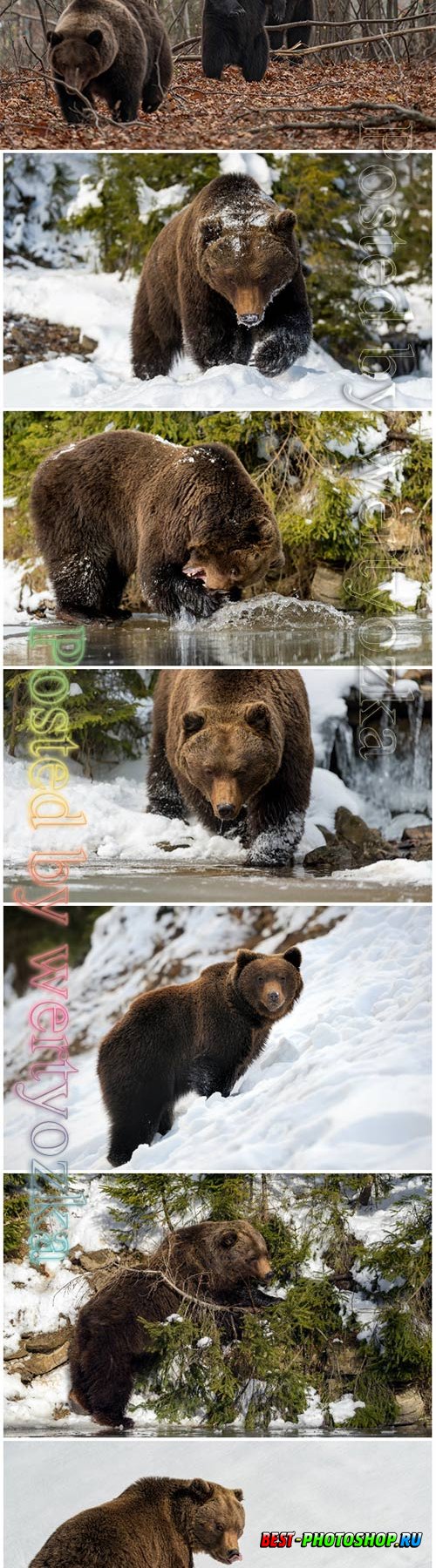 Wild brown bear beautiful stock photo