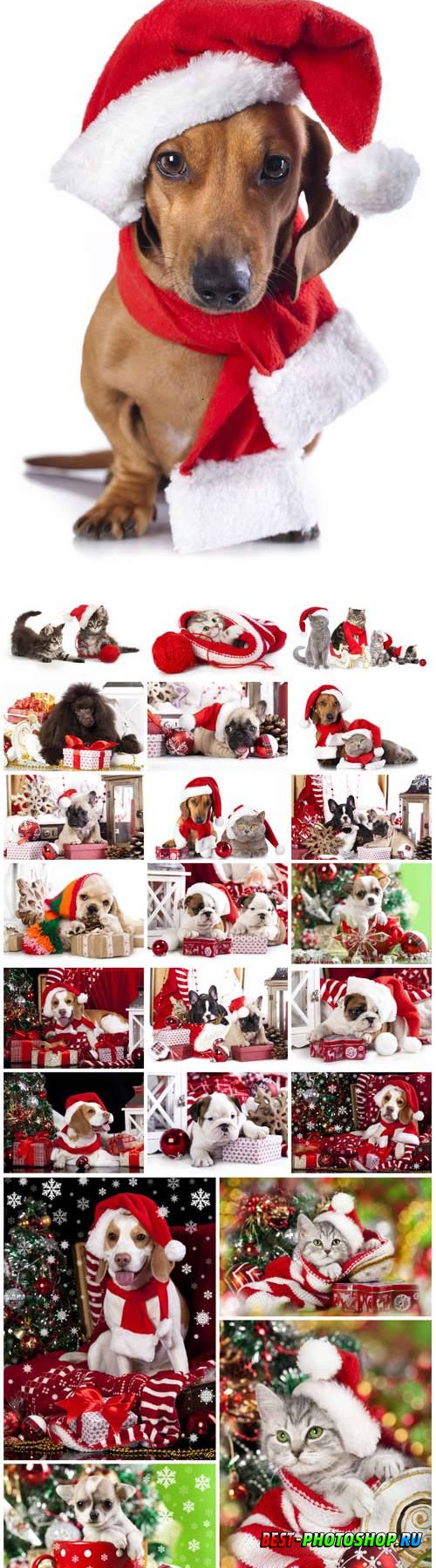 New Year and Christmas stock photos 19