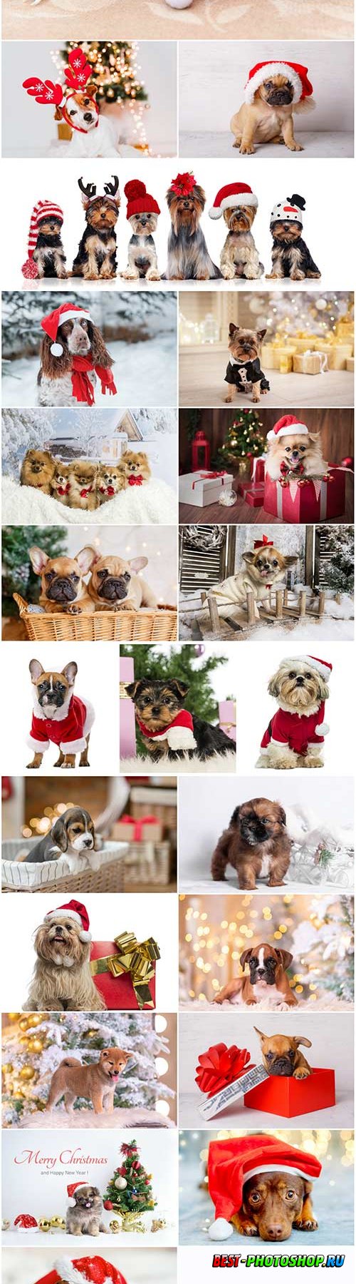 Cute dogs in santa hat set stock photo