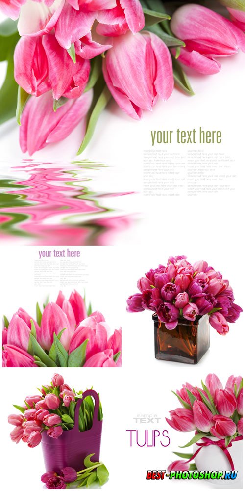 Pink tulips stock photo