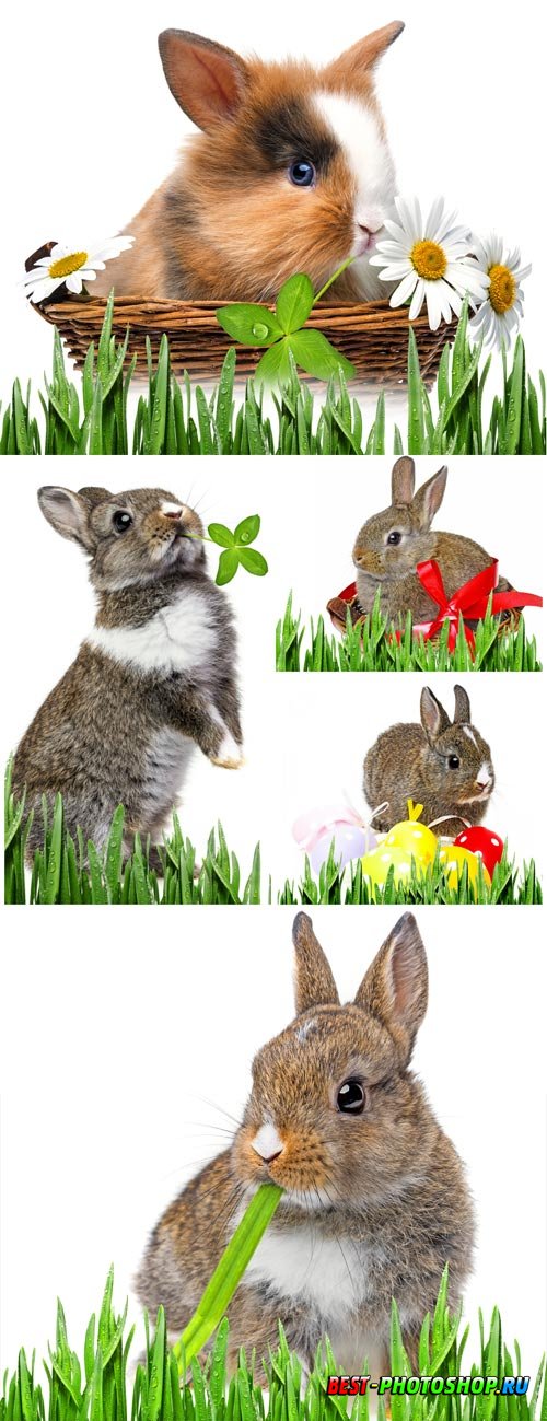 Rabbits on white background stock photo
