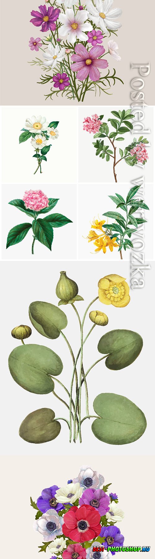 Vector different flowers