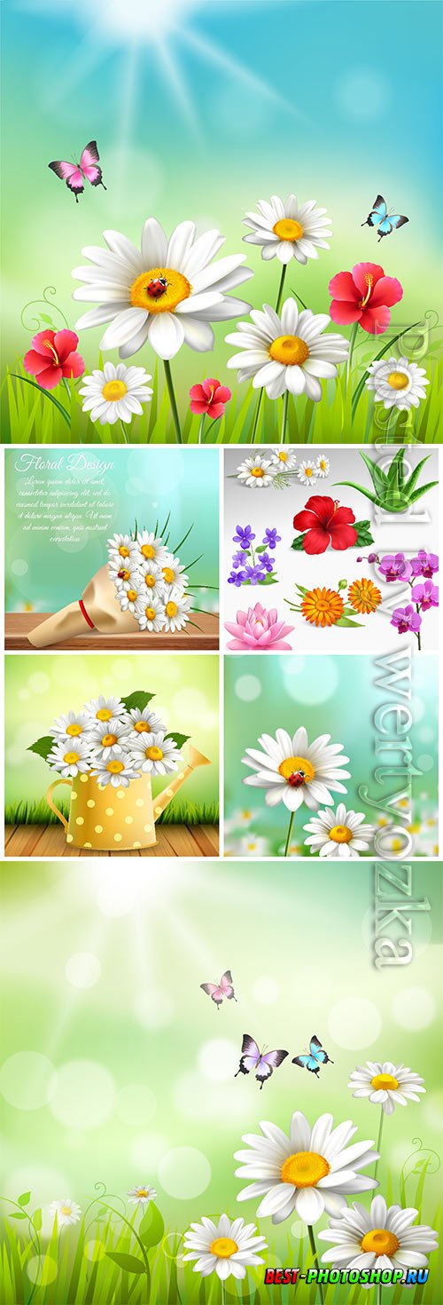 Beautiful flowers, chamomile in vector