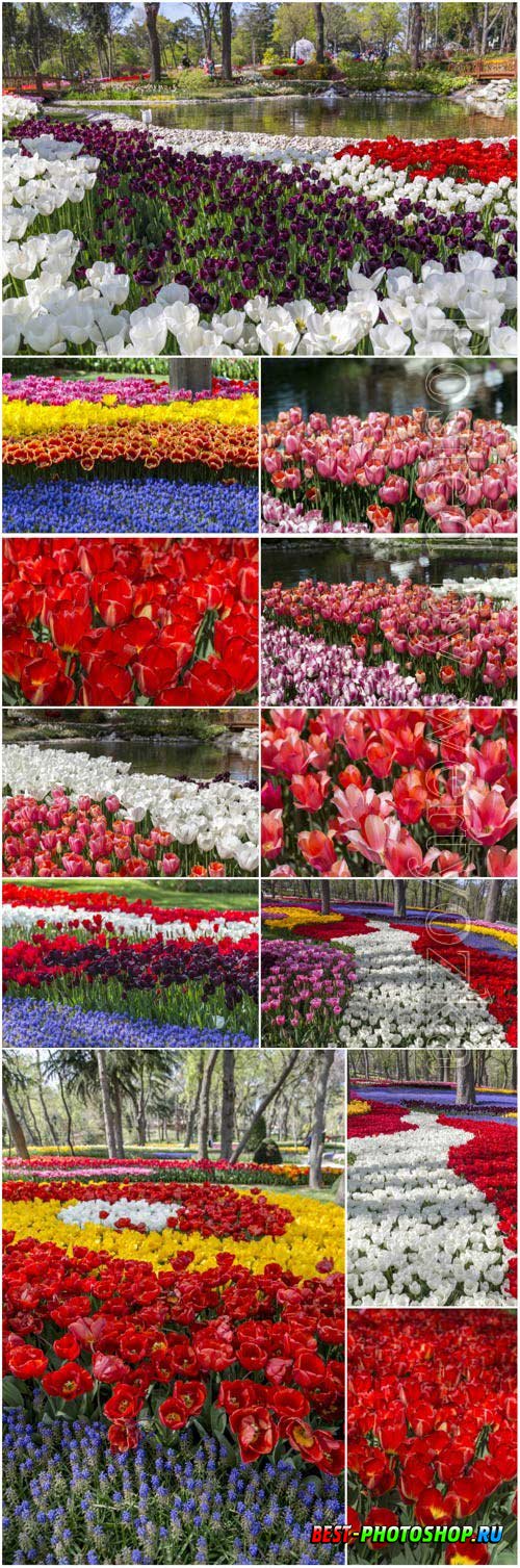 Multicolored tulips stock photo