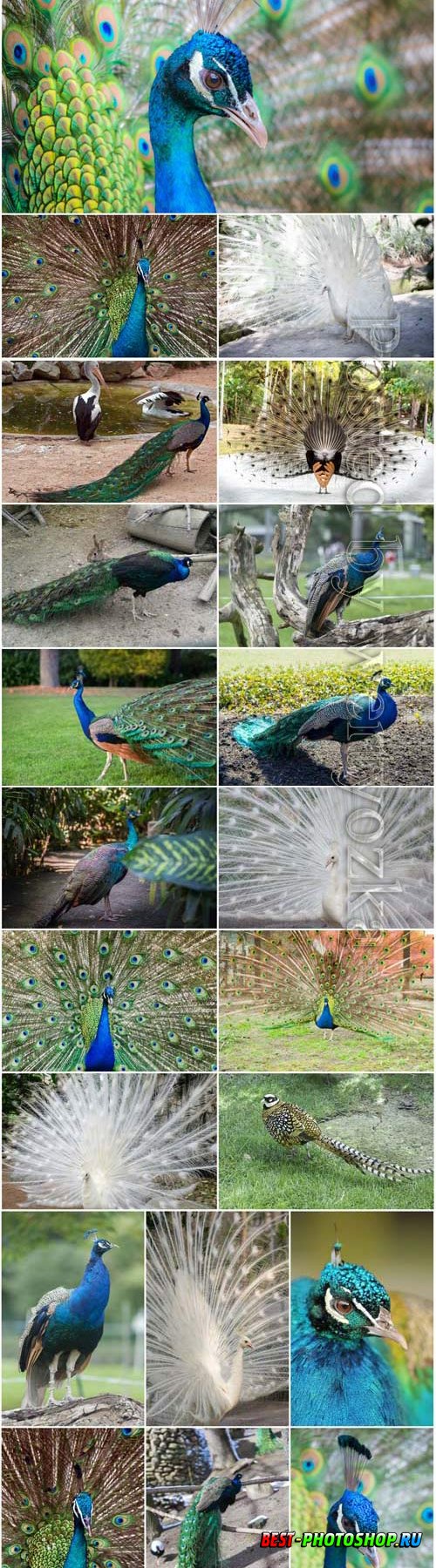 Luxurious birds peacocks stock photo