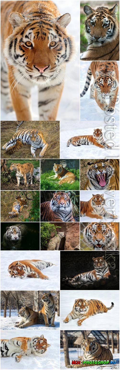 Tigers lovely set stock photo