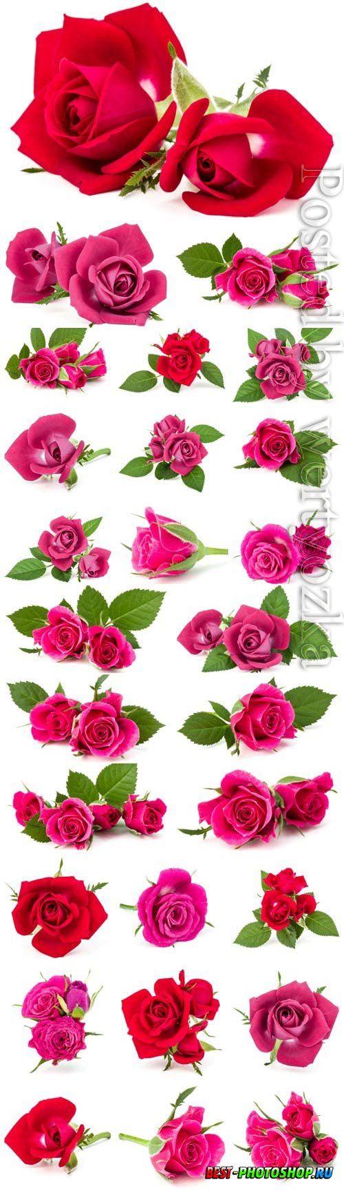 Red and pink roses on white background stock photo